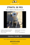 Psi-detektiv-trixi-hodonin-2016-04-24